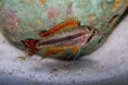 /album/peces-en-stock/apistogramma-cacatuoides-jpg2/